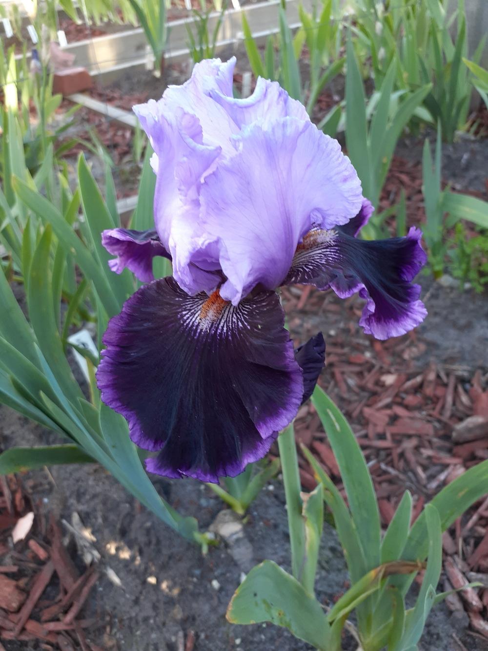 Photo of Tall Bearded Iris (Iris 'Town Gossip') uploaded by PaulaHocking
