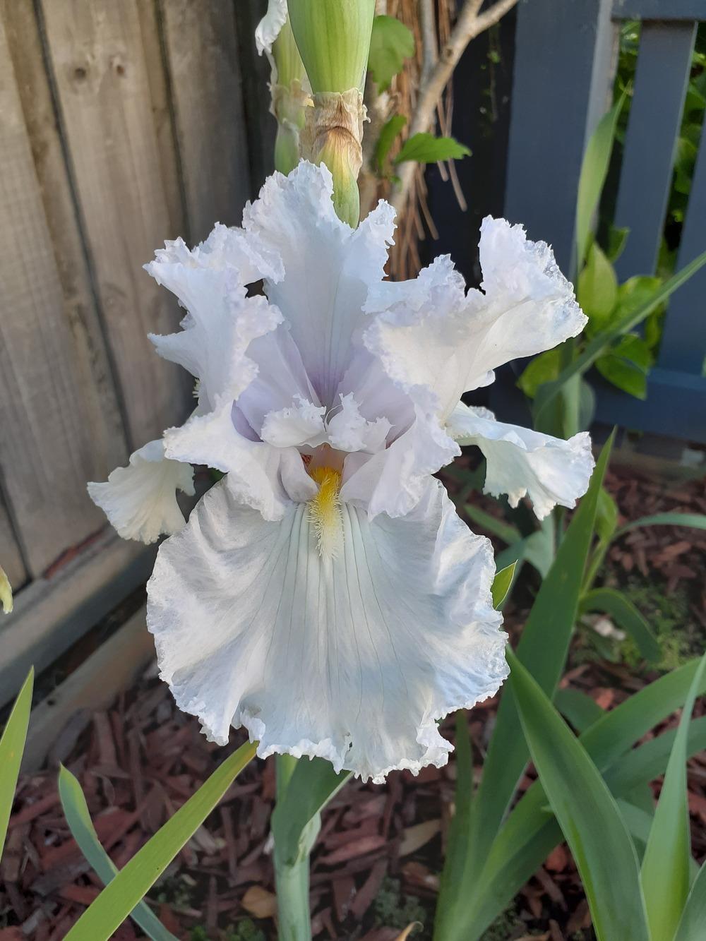 Photo of Tall Bearded Iris (Iris 'Bubbling Lace') uploaded by PaulaHocking