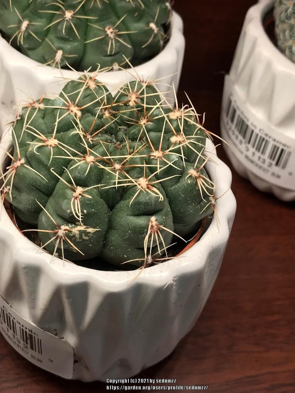 Photo of Dwarf Chin Cactus (Gymnocalycium baldianum) uploaded by sedumzz