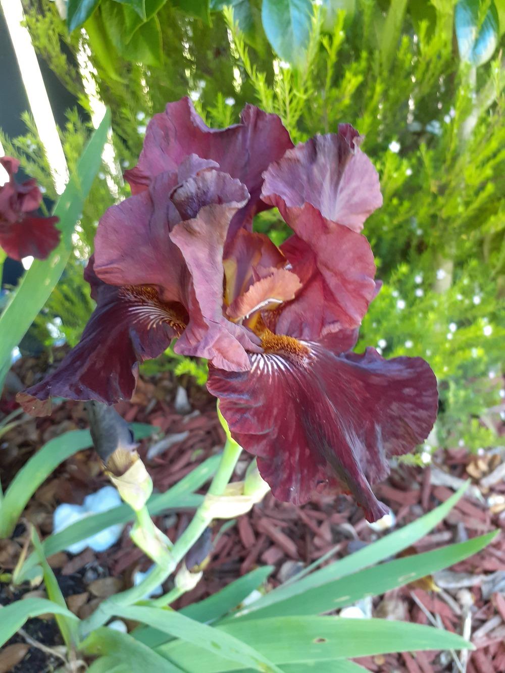 Photo of Tall Bearded Iris (Iris 'Burgundy Bubbles') uploaded by PaulaHocking