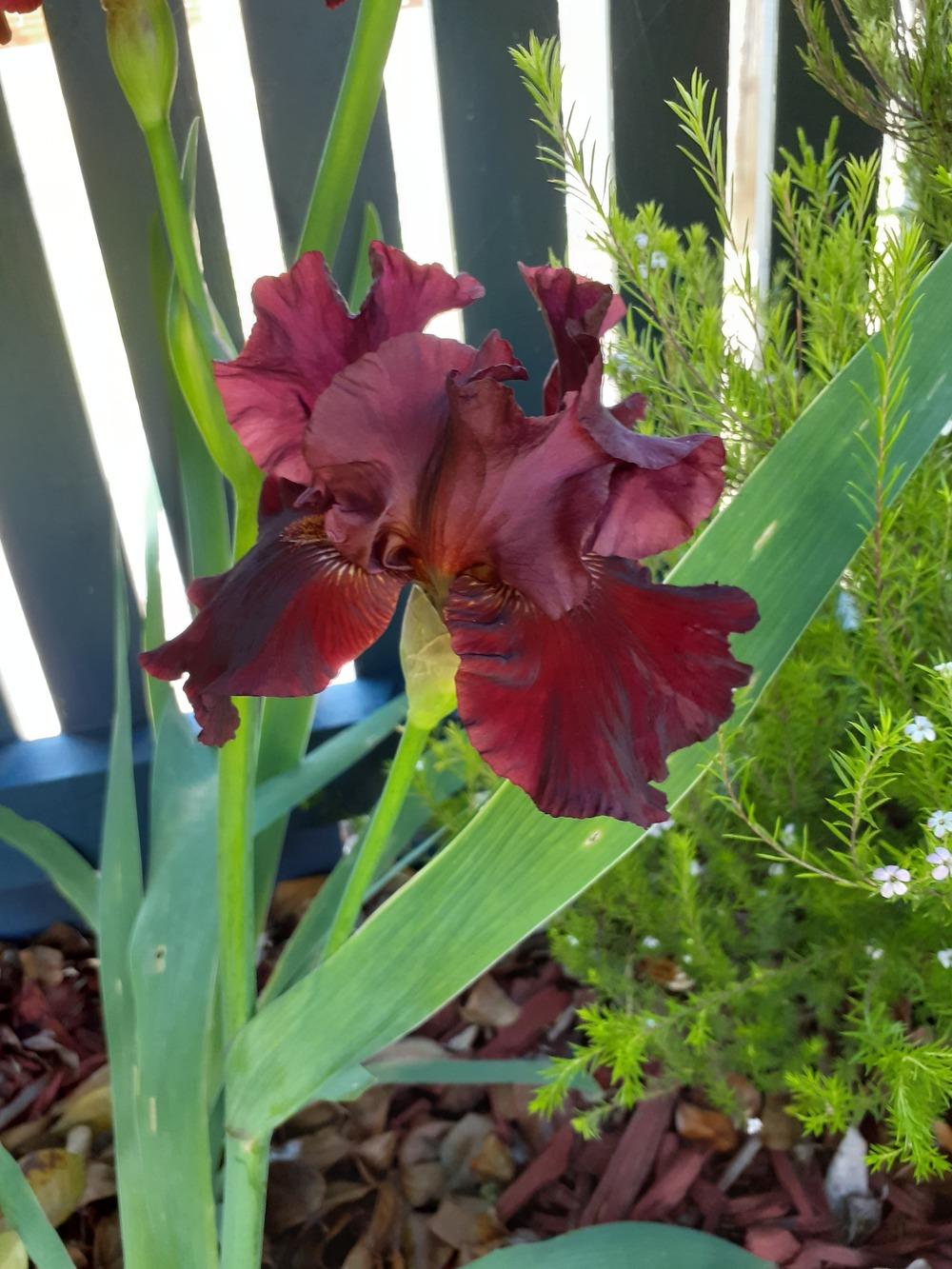 Photo of Tall Bearded Iris (Iris 'Burgundy Bubbles') uploaded by PaulaHocking