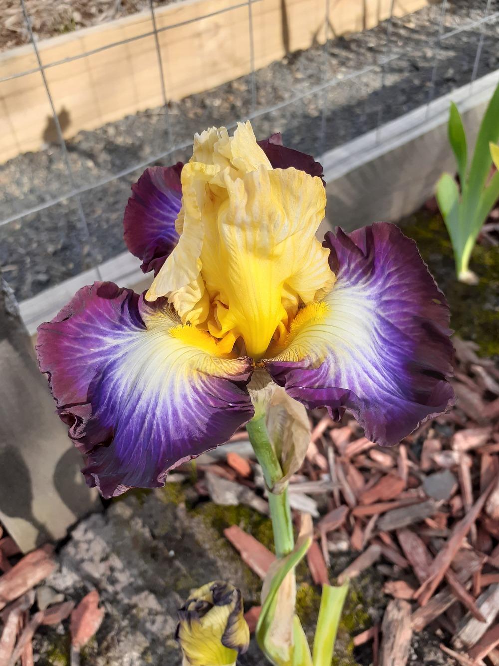 Photo of Tall Bearded Iris (Iris 'Point of No Return') uploaded by PaulaHocking