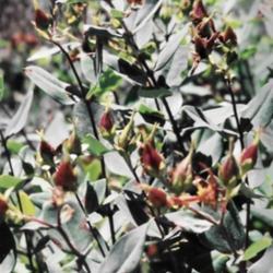 Location: Oregon USA
Date: 2005  spring
Hypericum frondosum 'Sunburst'	new buds