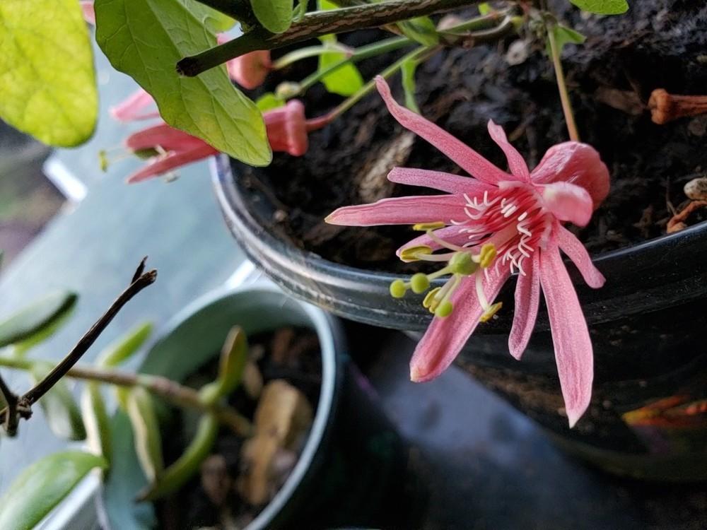 Photo of Passionflower (Passiflora sanguinolenta) uploaded by Yohimitsu