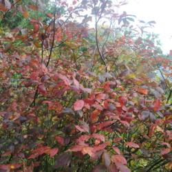 Location: Downingtown, Pennsylvania
Date: 2021-10-30
fall foliage