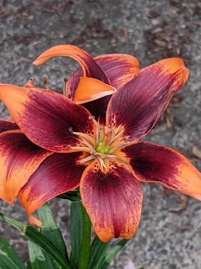 Photo of Asiatic Lily (Lilium 'Forever Susan') uploaded by Joy