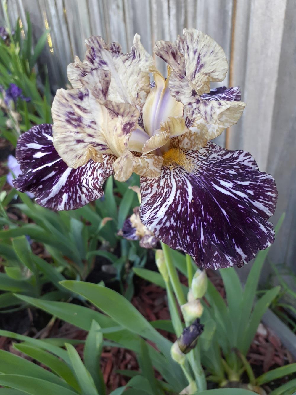 Photo of Tall Bearded Iris (Iris 'Gnus Flash') uploaded by PaulaHocking