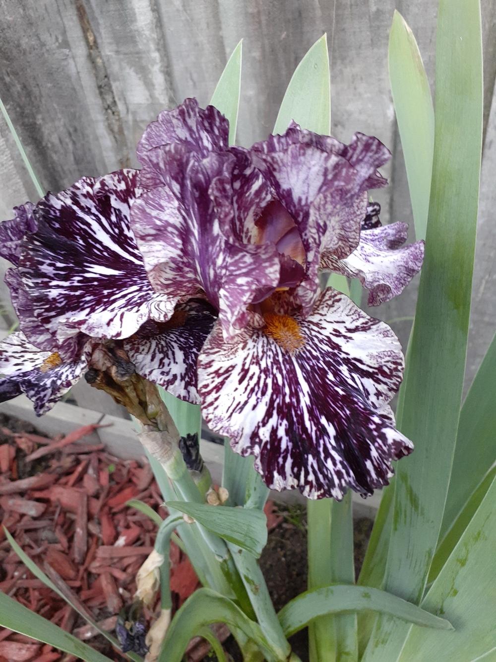 Photo of Tall Bearded Iris (Iris 'Peggy Anne') uploaded by PaulaHocking