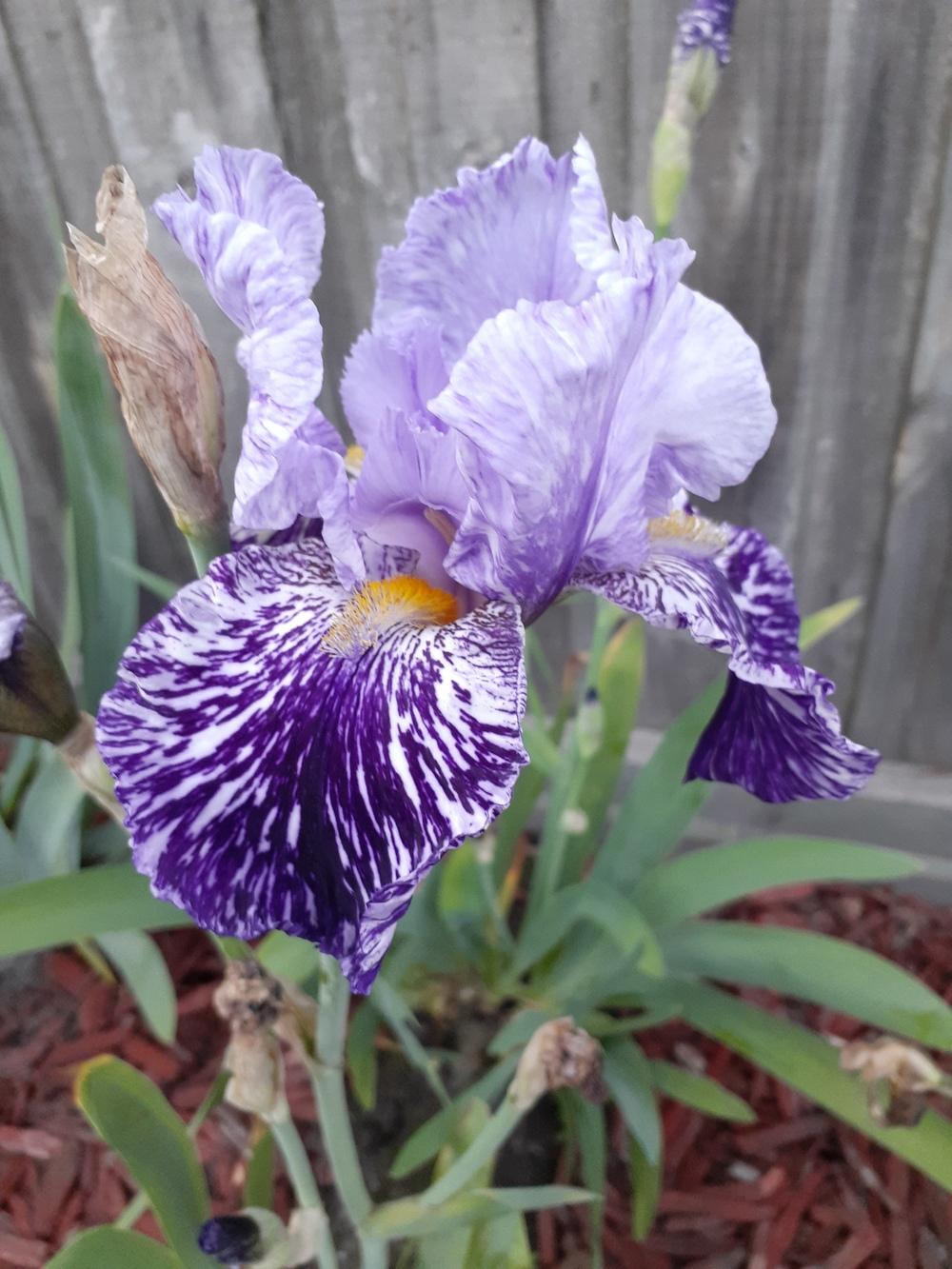 Photo of Tall Bearded Iris (Iris 'Millennium Falcon') uploaded by PaulaHocking