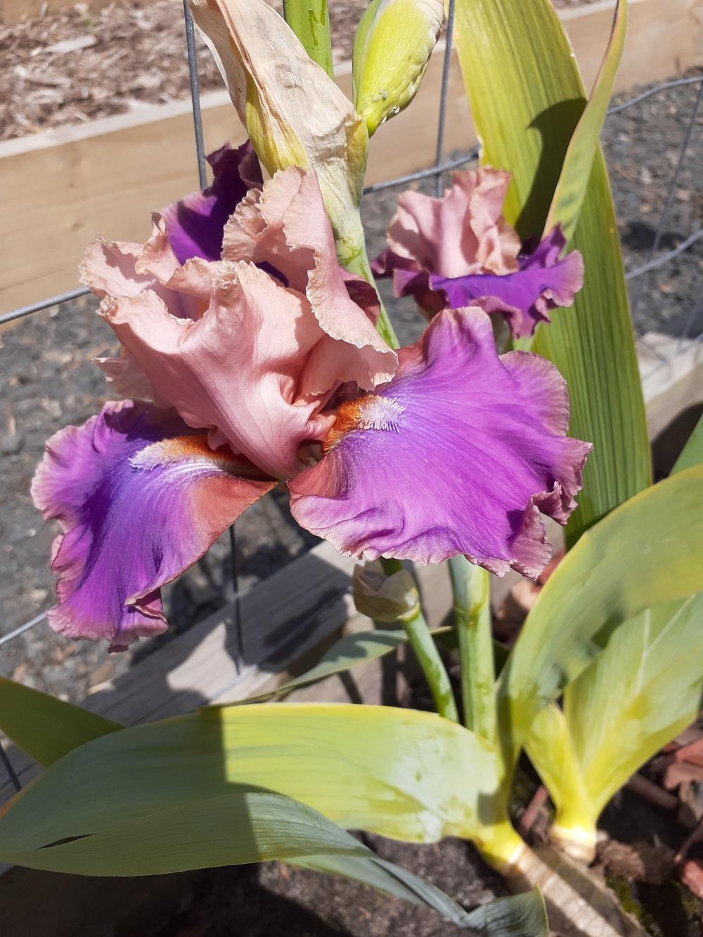 Photo of Tall Bearded Iris (Iris 'Sentimental Rose') uploaded by PaulaHocking