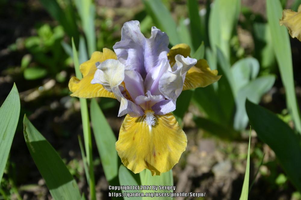Photo of Standard Dwarf Bearded Iris (Iris 'Blue Hat Boy') uploaded by Serjio