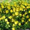 Sundrops (Oenothera 'Crown Imperial'