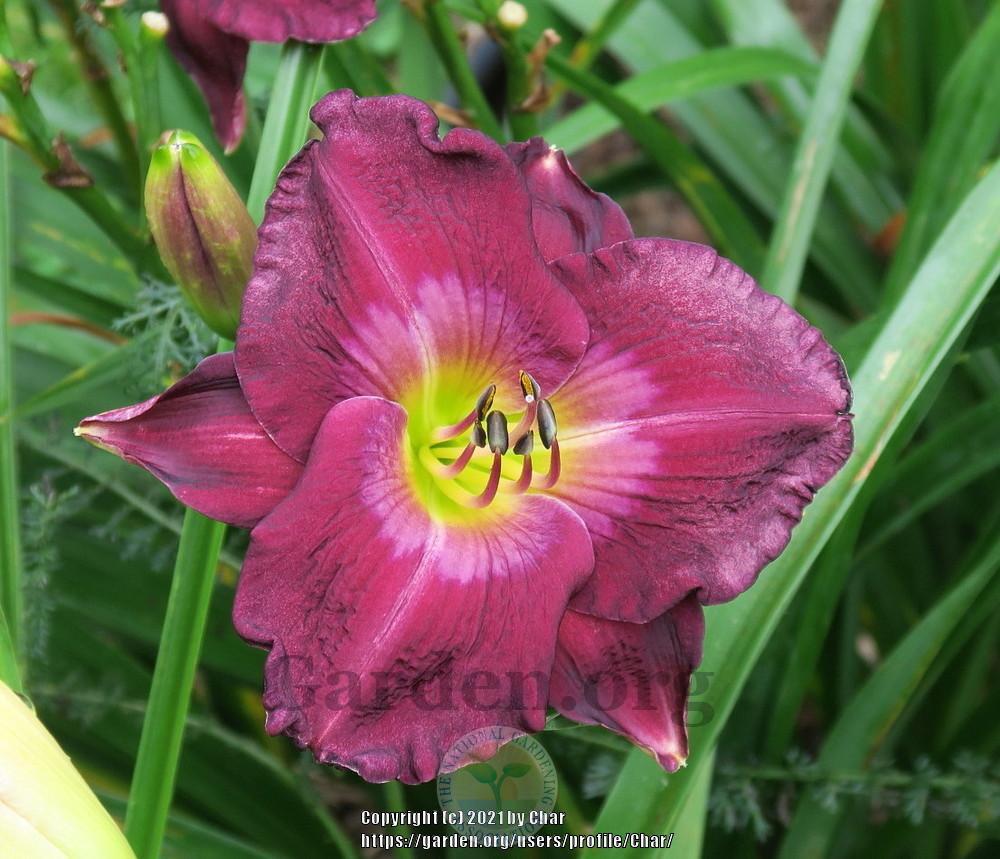 Photo of Daylily (Hemerocallis 'Lost in the Translation') uploaded by Char