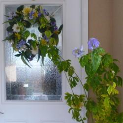 Location: Nora's Garden - Castlegar, B.C.
Date: 2021-11-10
- Blossoms blend in with the Summer door wreath (see top upper le