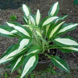 Location: Eagle Bay, New York
Date: 2014-07-22
Hosta 'White Christmas', when first planted