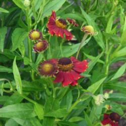 Location: Eagle Bay, New York
Date: 2014-07-26
Sneezeweed (Helenium 'Red Jewel') flowers
