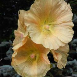 Location: Eagle Bay, New York
Date: 2010-08-06
Hollyhock (Alcea rosea) pale yellow blush, close up