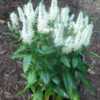 Speedwell (Veronica longifolia Vernique™ White), first planted