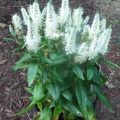 Speedwell (Veronica longifolia Vernique™ White), first planted