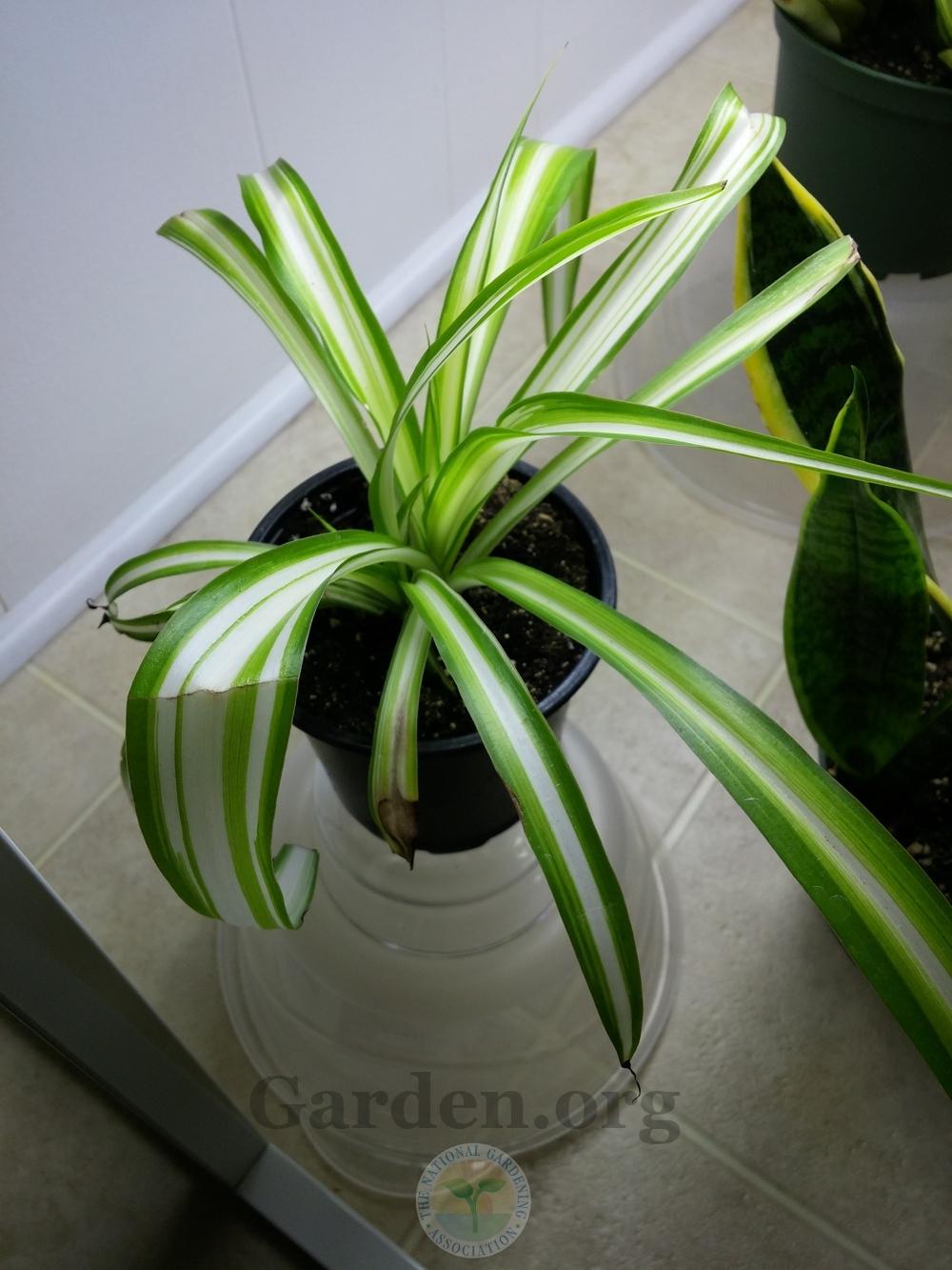 Photo of Spider Plant (Chlorophytum comosum) uploaded by Hamwild