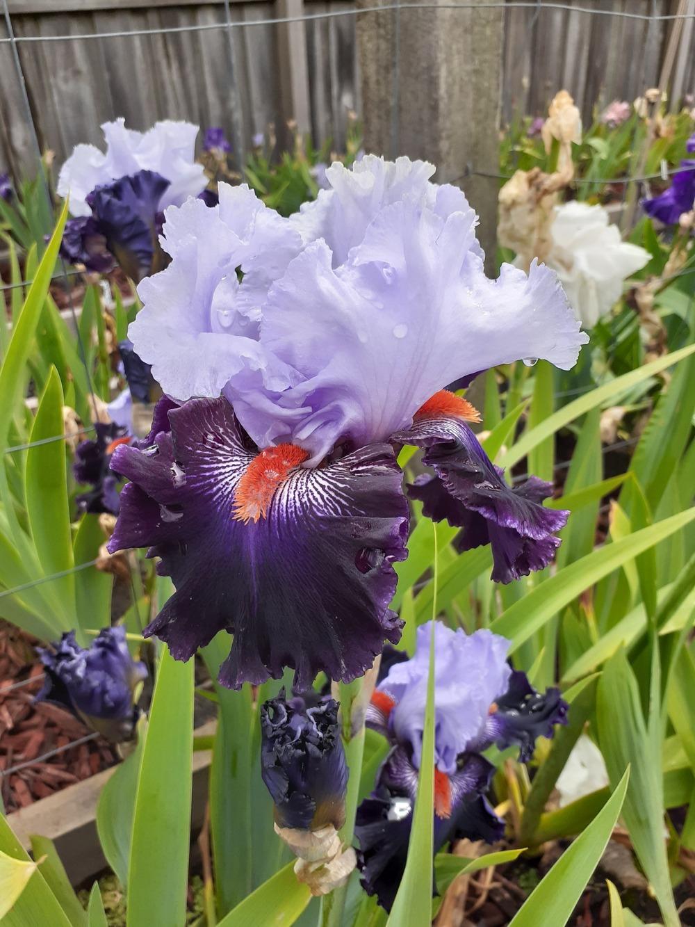 Photo of Tall Bearded Iris (Iris 'Honourable Lord') uploaded by PaulaHocking