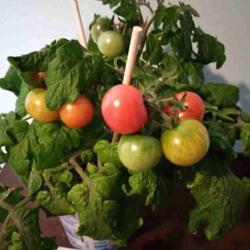 Location: Eagle Bay, New York
Date: 11-11-2021
Tomato (Solanum lycopersicum 'Red Robin' grown indoors, seed star