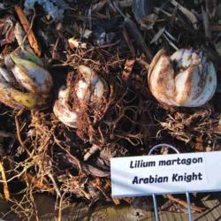 Location: Eagle Bay, New York
Date: 11-04-2021
Lilium 'Arabian Knight bulbs