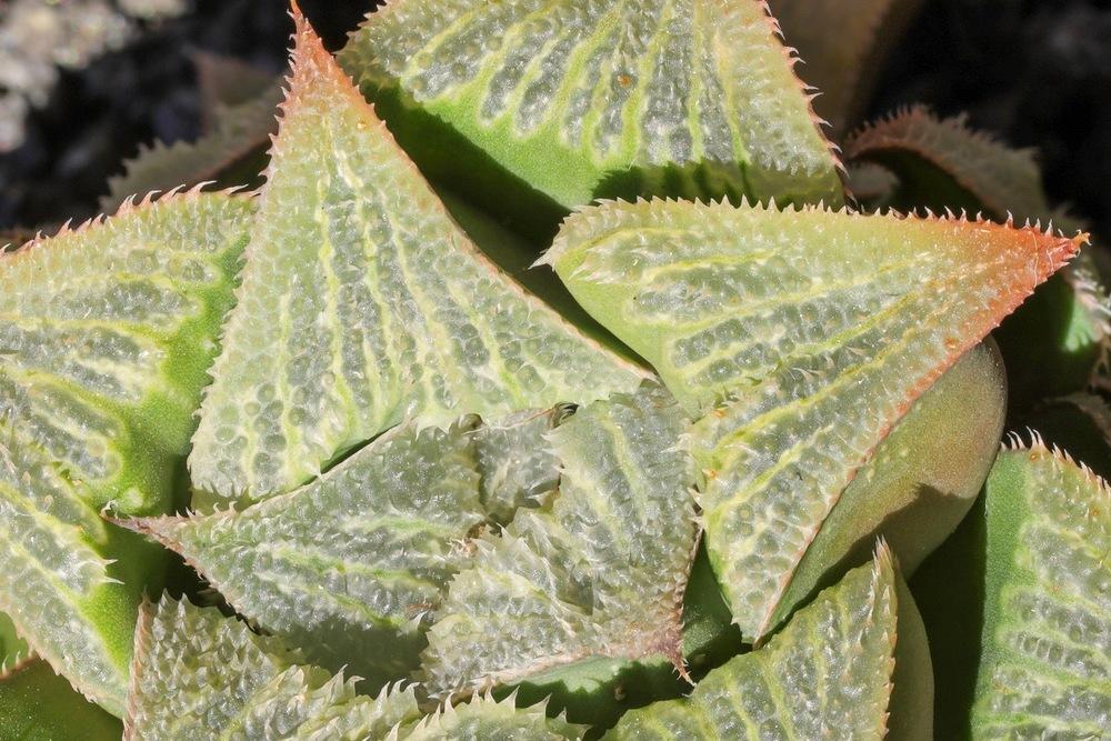 Photo of Haworthia magnifica var. magnifica uploaded by Baja_Costero