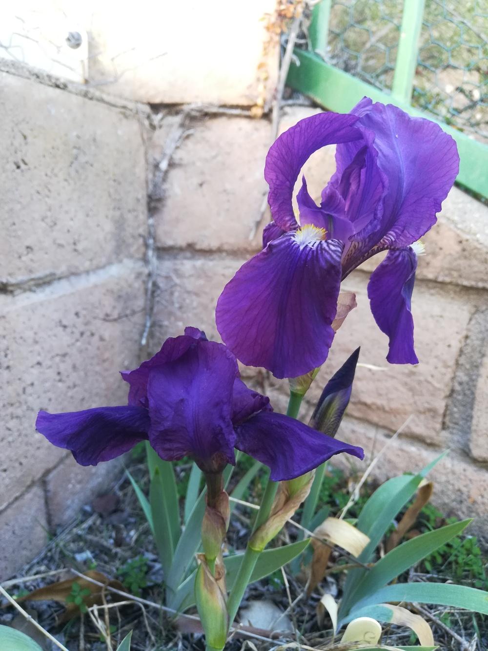 Photo of Intermediate Bearded Iris (Iris 'Crimson King') uploaded by olga_batalov