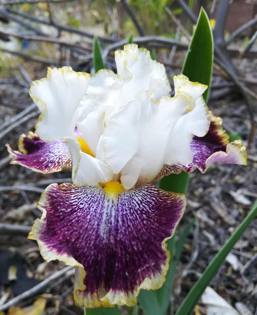 Photo of Tall Bearded Iris (Iris 'Carnival Ride') uploaded by olga_batalov