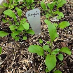 Location: London Ontario Canada
Date: 2021 spring
Eruca vesicaria subsp. sativa 'Astro'     new seedlings