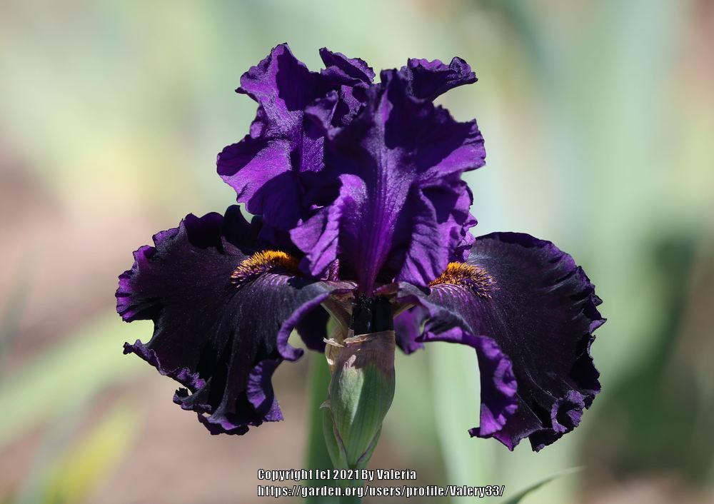 Photo of Tall Bearded Iris (Iris 'Harmonious Flow') uploaded by Valery33