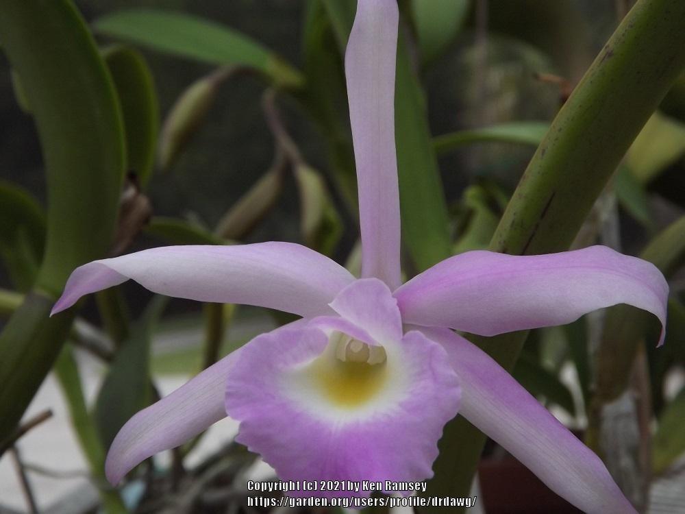 Photo of Orchid (Brassolaeliocattleya Ann Morning) uploaded by drdawg