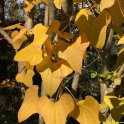 
Beautiful yellow leaves in falll