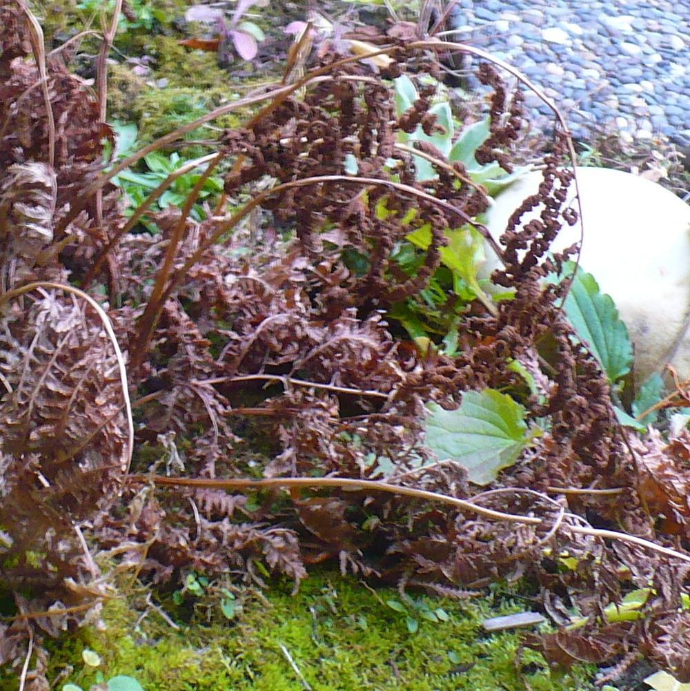Photo of Japanese Painted Fern (Anisocampium niponicum) uploaded by HemNorth