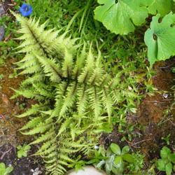 Location: Nora's Garden - Castlegar, B.C.
Date: 2021-05-23
- Could this be a Japanese Black Lady Fern? She is dominating the