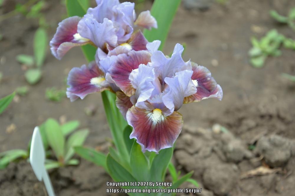 Photo of Standard Dwarf Bearded Iris (Iris 'Devoted') uploaded by Serjio