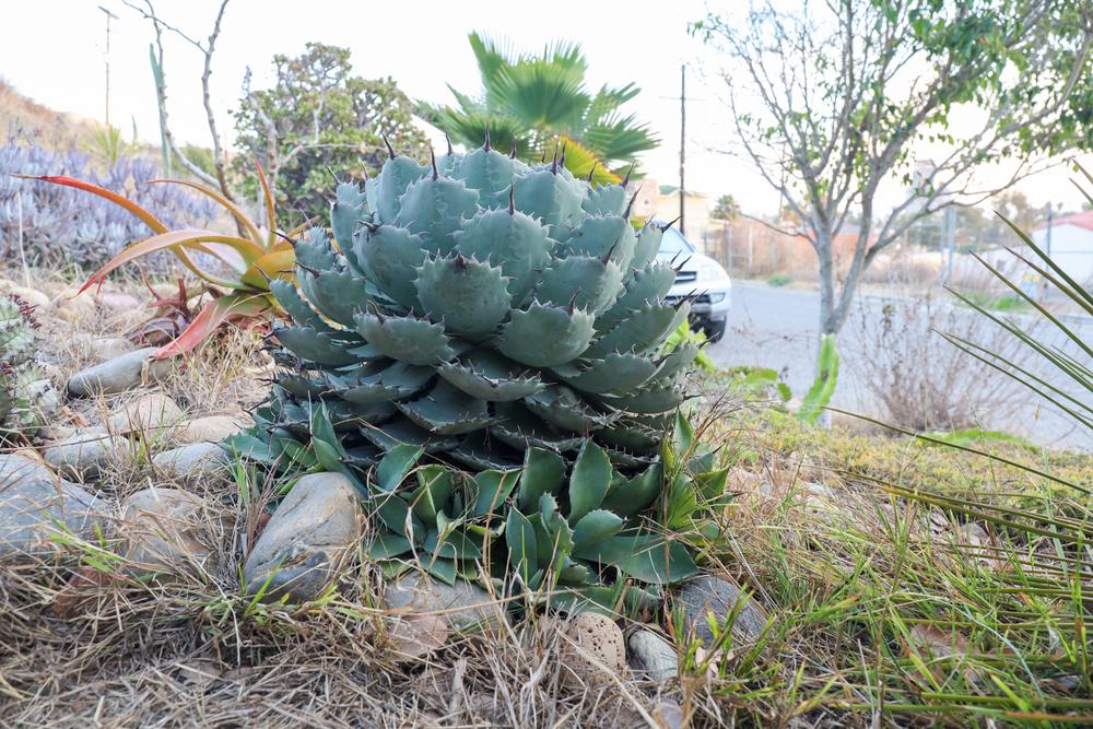 Photo of Happy Crown Agave (Agave 'Kichijokan') uploaded by Baja_Costero
