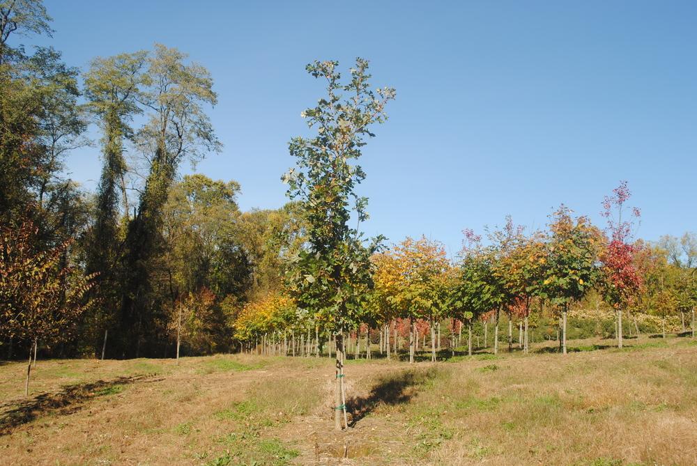 Photo of Bur Oak (Quercus macrocarpa) uploaded by ILPARW