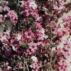 Location: Vancouver BC Canada    	
Date: 1998   June
Leptospermum scoparium    lovely blooms