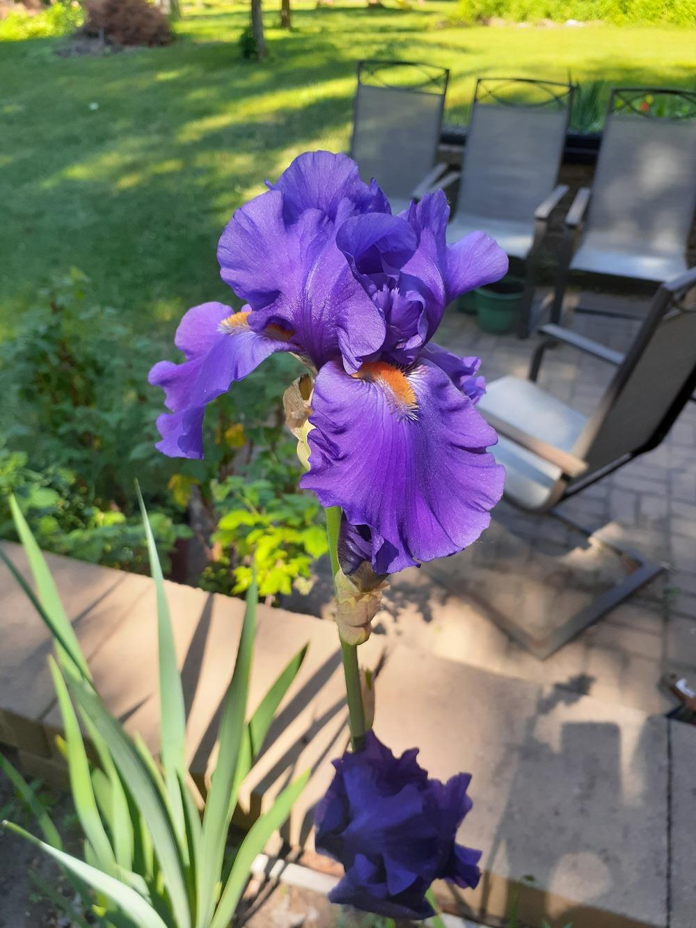 Photo of Tall Bearded Iris (Iris 'Paul Black') uploaded by MNdigger