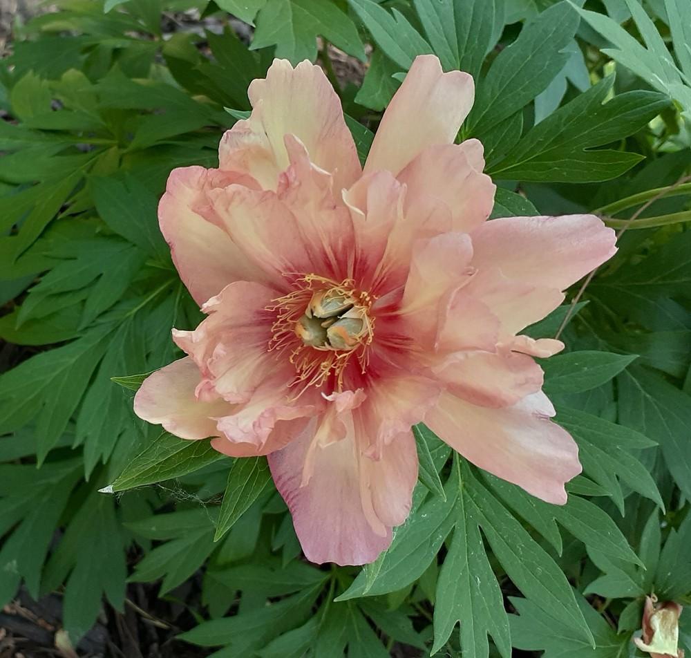 Photo of Intersectional Peony (Paeonia 'Julia Rose') uploaded by MNdigger