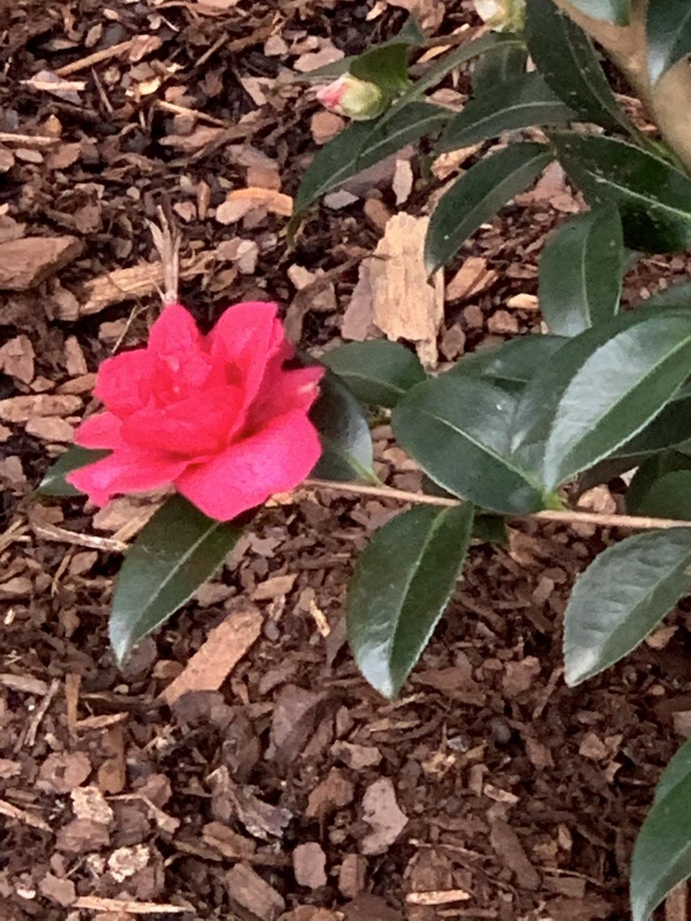 Photo of Sasanqua Camellia (Camellia sasanqua 'Kanjiro') uploaded by Silvana