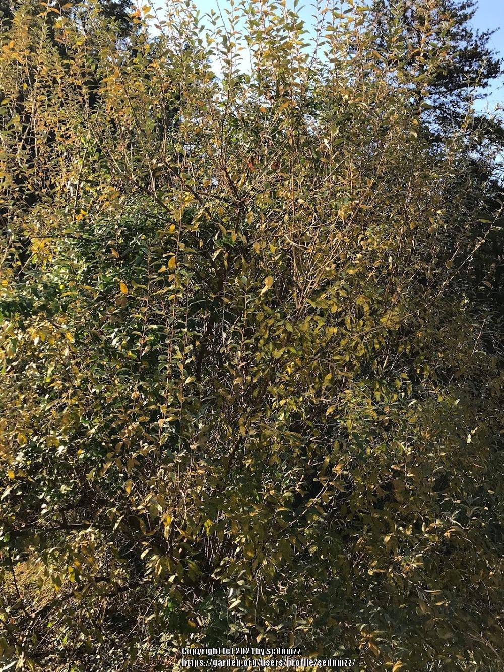 Photo of Autumn Olive (Elaeagnus umbellata) uploaded by sedumzz