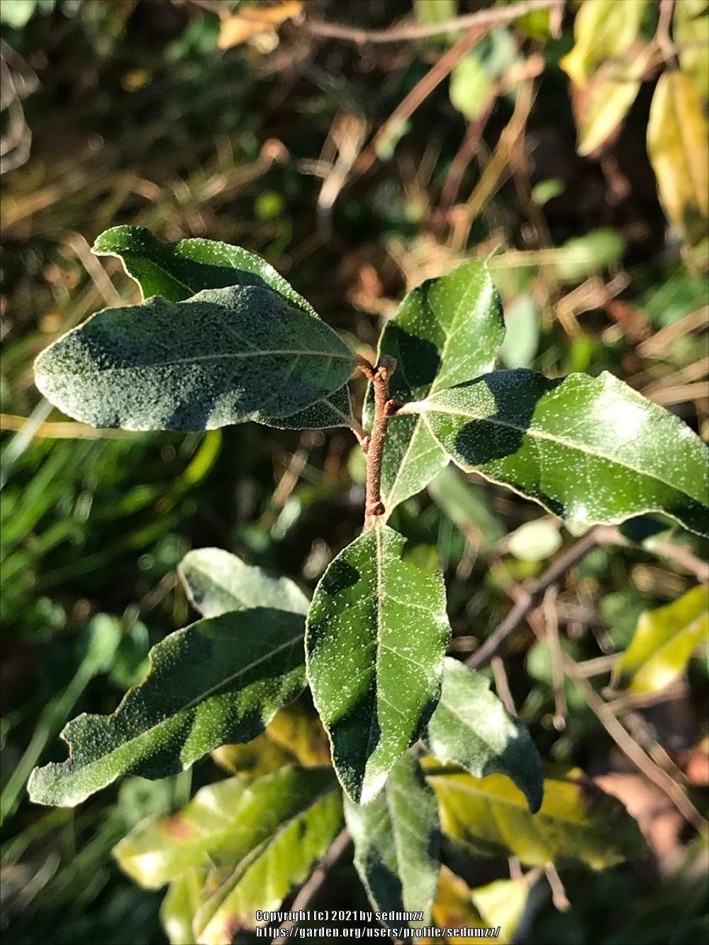 Photo of Autumn Olive (Elaeagnus umbellata) uploaded by sedumzz