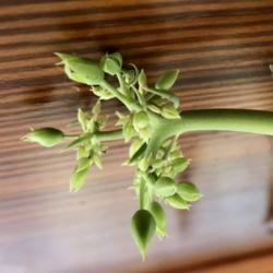 Location: 10970
Date: 11/19/2021
Buds on mother of thousands plant