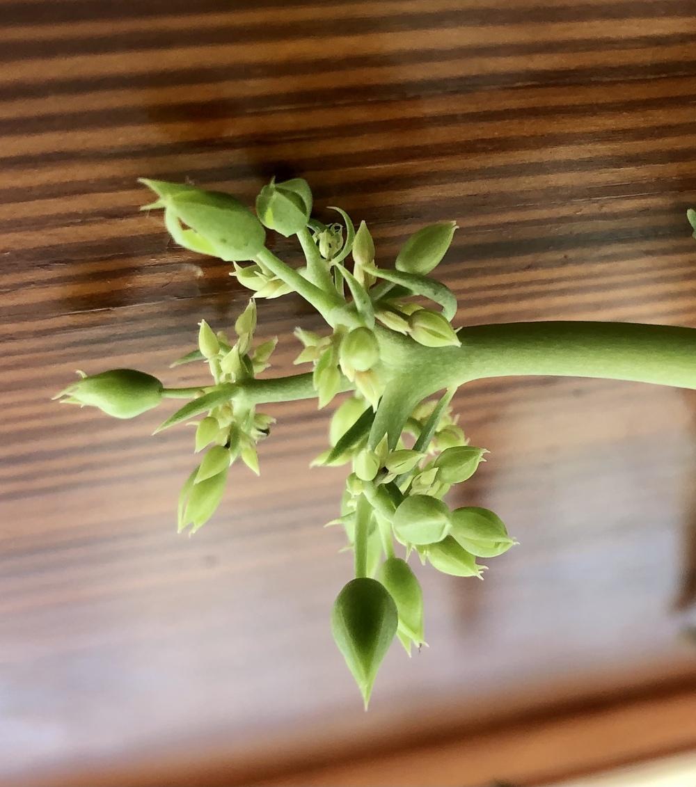 Photo of Mother of Thousands (Kalanchoe daigremontiana) uploaded by Bandita74