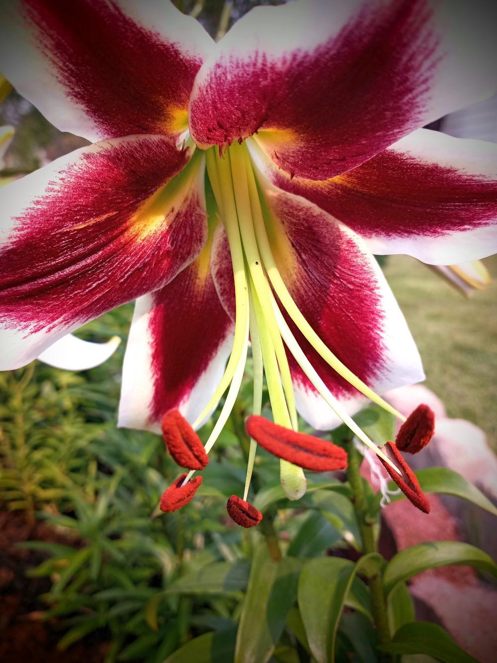 Photo of Lily (Lilium 'Beverly Dreams') uploaded by JayZeke