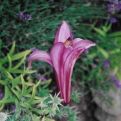 Location: Heathcote Ontario Canada
Date: 1993 summer
Lilium 'Amethyst Temple'  pretty bloom