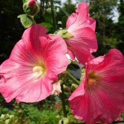 Location: Eagle Bay, New York
Date: 2021-08-13
Hollyhock (Alcea rosea 'Simplex'), angles and buds